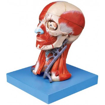 HEAD WITH MUSCLES (SOFT)